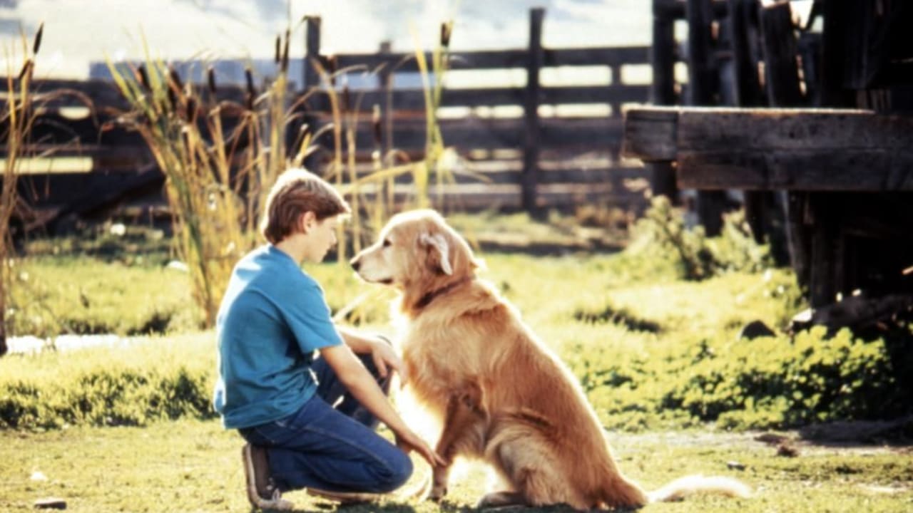 Watch Homeward Bound Free Online