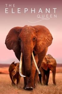 The Elephant Queen | Bmovies